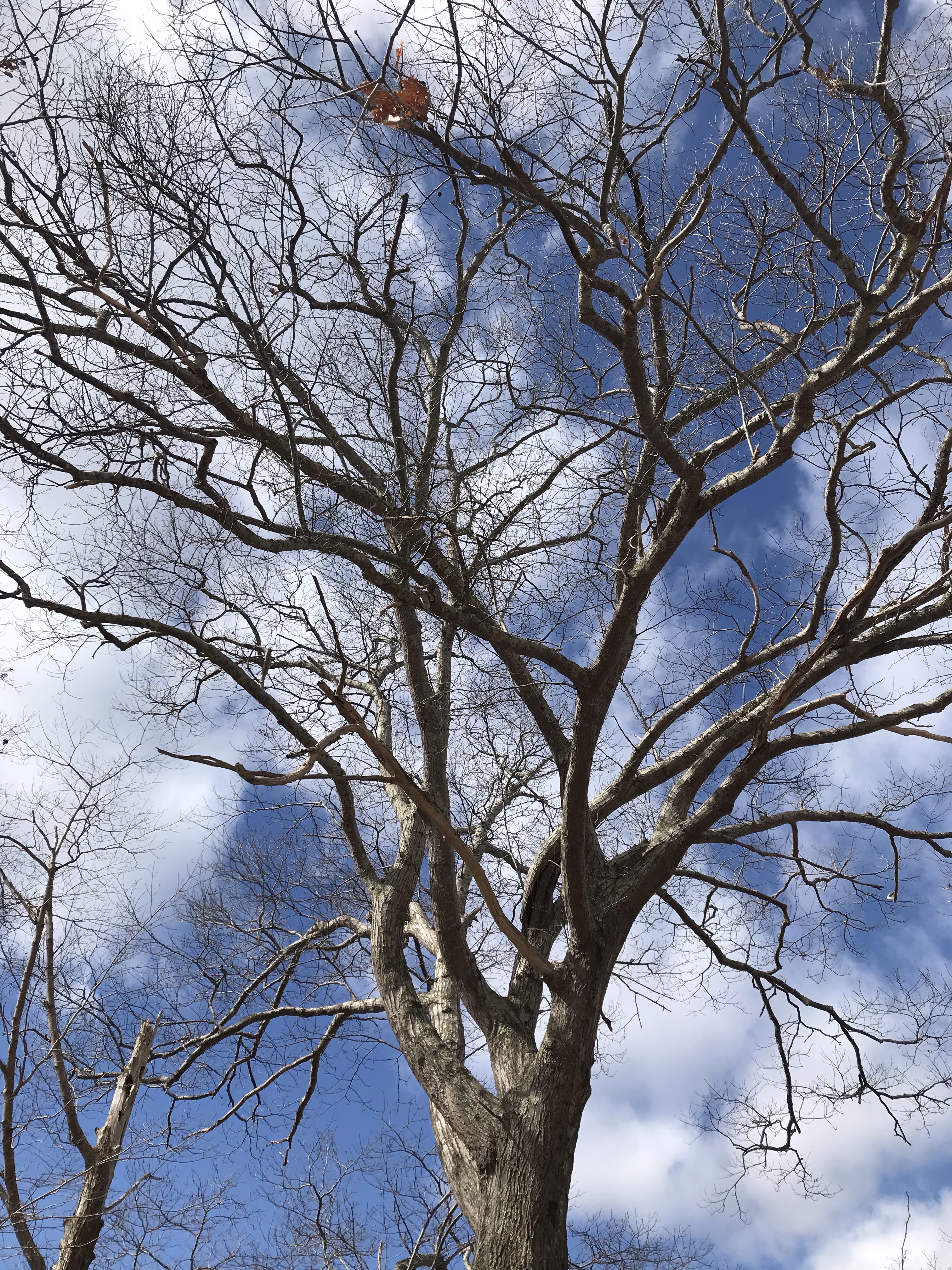 Putting Down Roots