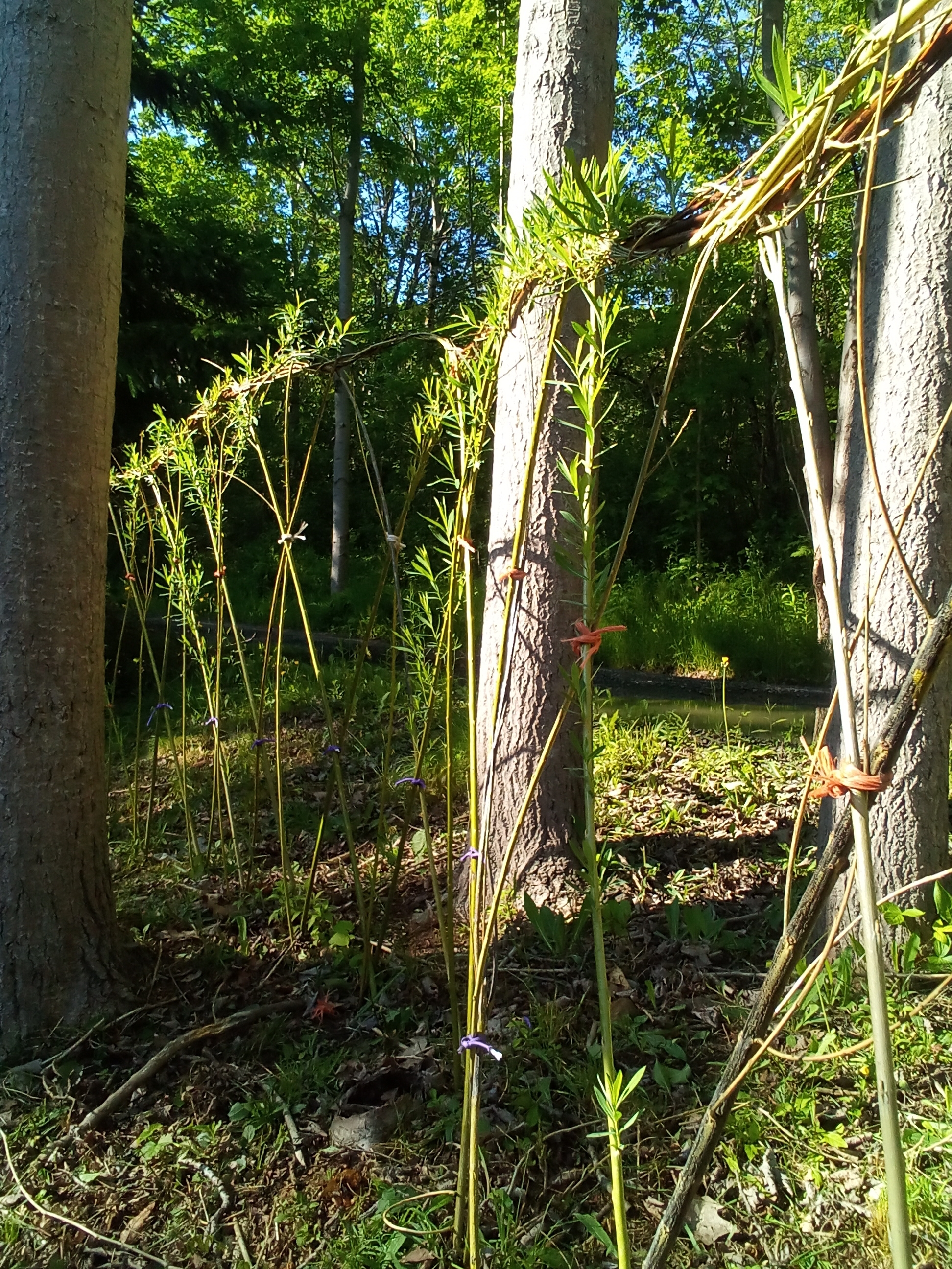 The Way of Willow